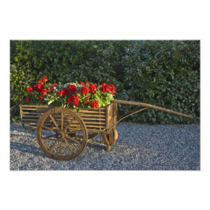 Italië, Toscane. Rode geraniums stromen uit een Foto Afdruk