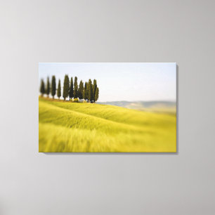 Italië Toscane, Selectieve Focus Cipressen Canvas Afdruk