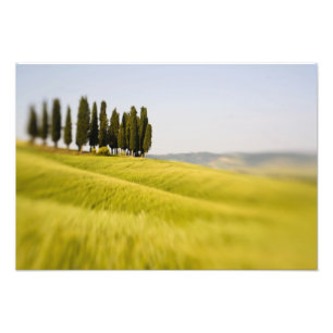 Italië Toscane, Selectieve Focus Cipressen Foto Afdruk