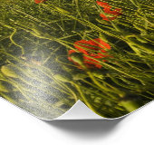 Italië, Toscane, Toscane Villa in de lente met Foto Afdruk (Hoek)