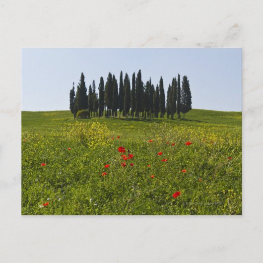 Italië, Toscane, Val D'Orcia, Landschap Briefkaart (Voorkant)