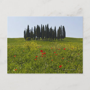 Italië, Toscane, Val D'Orcia, Landschap Briefkaart