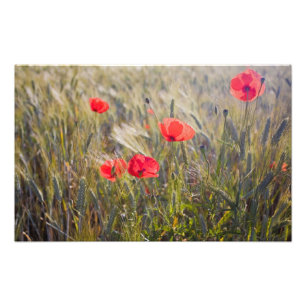 Italië, Toscane, Zomer Klaprozen en Tarwe in Foto Afdruk