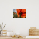 Italië, Toscane, Zomerklaprozen in Toscane Widw 2 Poster (Keuken)
