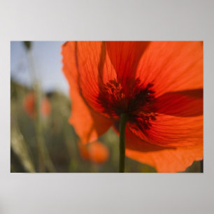 Italië, Toscane, Zomerklaprozen in Toscane Widw 2 Poster