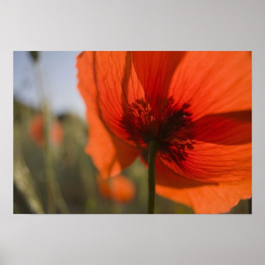 Italië, Toscane, Zomerklaprozen in Toscane Widw 2 Poster (Voorkant)