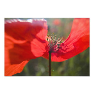 Italië, Toscane, Zomerklaprozen in Toscane Widw Foto Afdruk