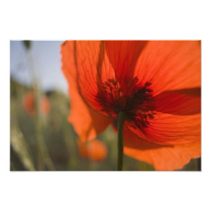 Italië, Toscane, zomerpapaver in Toscane Widw 2 Foto Afdruk