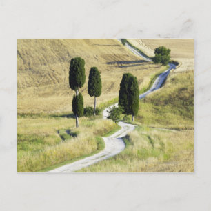 Italië, Toscanië, Pienza, Val d'Orcia, Cipres Briefkaart