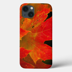 Itasca State Park, Fall Colors 2 Case-Mate iPhone Case