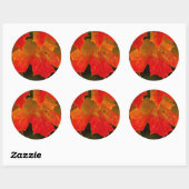 Itasca State Park, Fall Colors 2 Ronde Sticker (Vel)