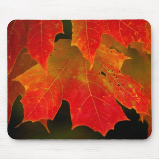 Itasca State Park, herfstkleuren 2 Muismat (Voorkant)