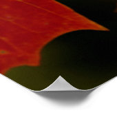 Itasca State Park, herfstkleuren 2 Poster (Hoek)