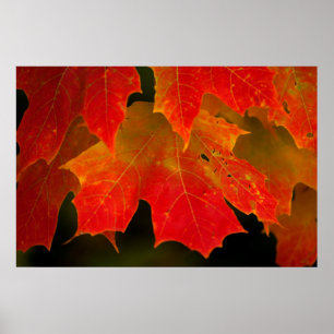Itasca State Park, herfstkleuren 2 Poster