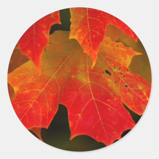 Itasca State Park, herfstkleuren 2 Ronde Sticker (Voorkant)