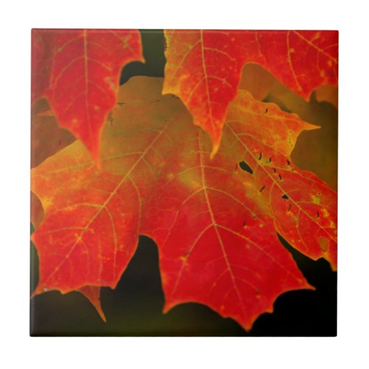 Itasca State Park, herfstkleuren 2 Tegeltje (Voorkant)