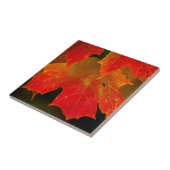 Itasca State Park, herfstkleuren 2 Tegeltje (Zijkant)