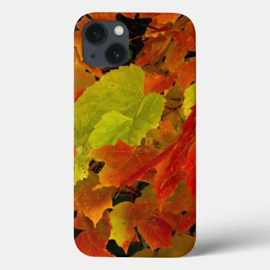 Itasca State Park, herfstkleuren Case-Mate iPhone Case (Achterkant)