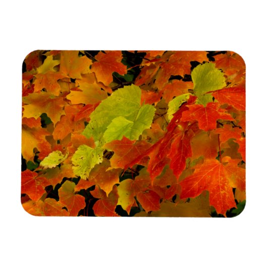 Itasca State Park, herfstkleuren Magneet (Horizontaal)
