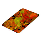 Itasca State Park, herfstkleuren Magneet (Linkerzijde)