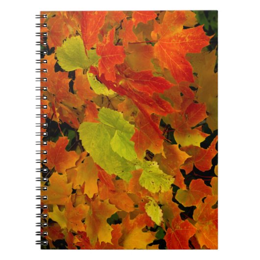 Itasca State Park, herfstkleuren Notitieboek (Voorkant)