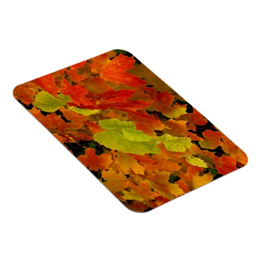 Itasca State Park, valkleuren Magneet (Rechterzijde)