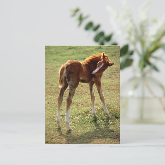 Itchy Foal Briefkaart (Staand voorkant)