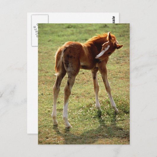 Itchy Foal Briefkaart (Voorkant / Achterkant)