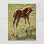 Itchy Foal Briefkaart (Voorkant)