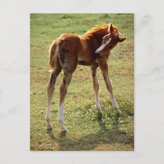 Itchy Foal Briefkaart (Voorkant)