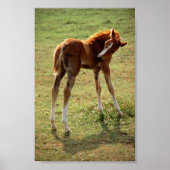 Itchy Foal Poster (Voorkant)
