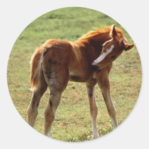 Itchy Foal Ronde Sticker
