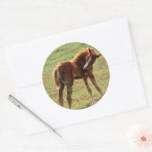 Itchy Foal Ronde Sticker (Envelop)