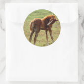 Itchy Foal Ronde Sticker (Tas)