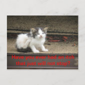 Itchy Kitten Briefkaart (Voorkant)