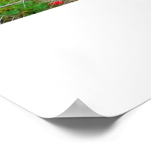 ITHACA NEW YORK GORGE poster (Hoek)