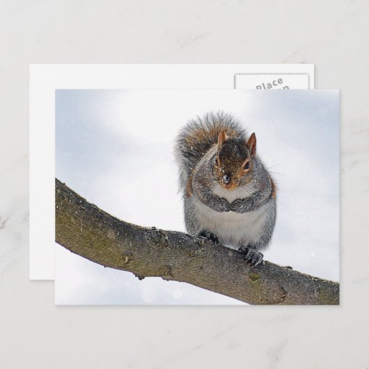 It's Cold Out Here Postcard Briefkaart (Voorkant / Achterkant)