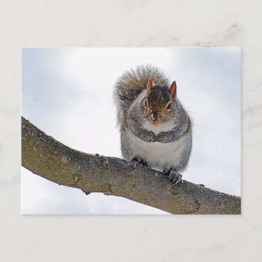 It's Cold Out Here Postcard Briefkaart (Voorkant)