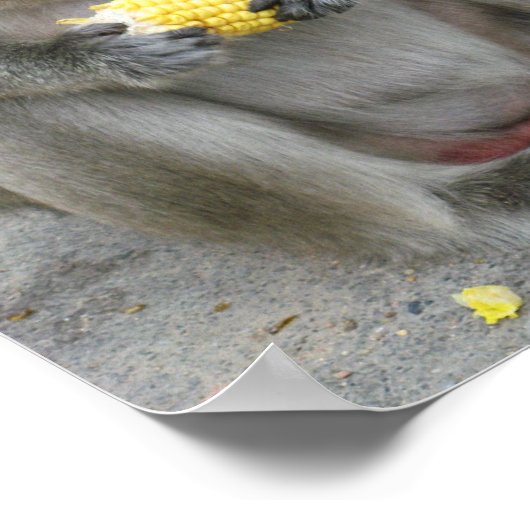 It's Mine!! ... Wild Thai Macaque Monkey Poster (Hoek)