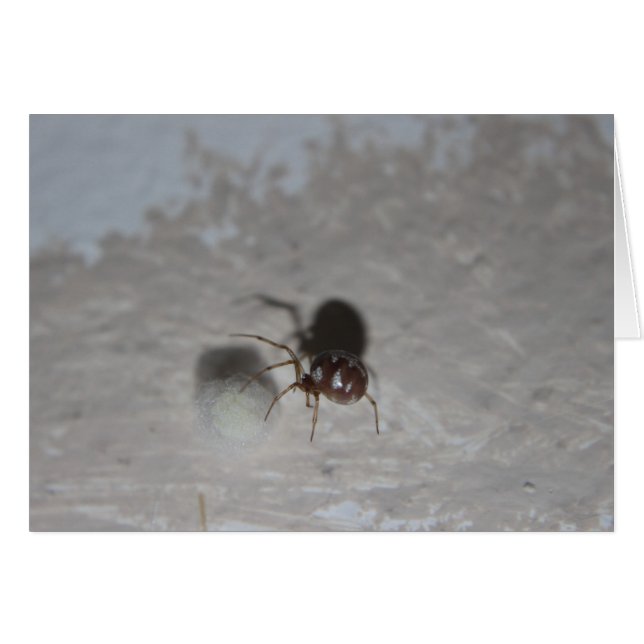 Itsy Bitsy Spider #2 (Voorkant Horizontaal)