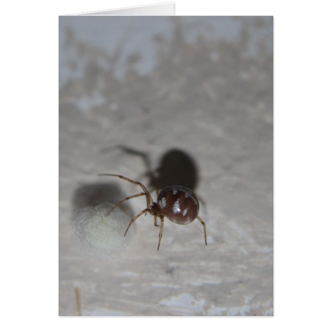 Itsy Bitsy Spider #2 (Voorkant)