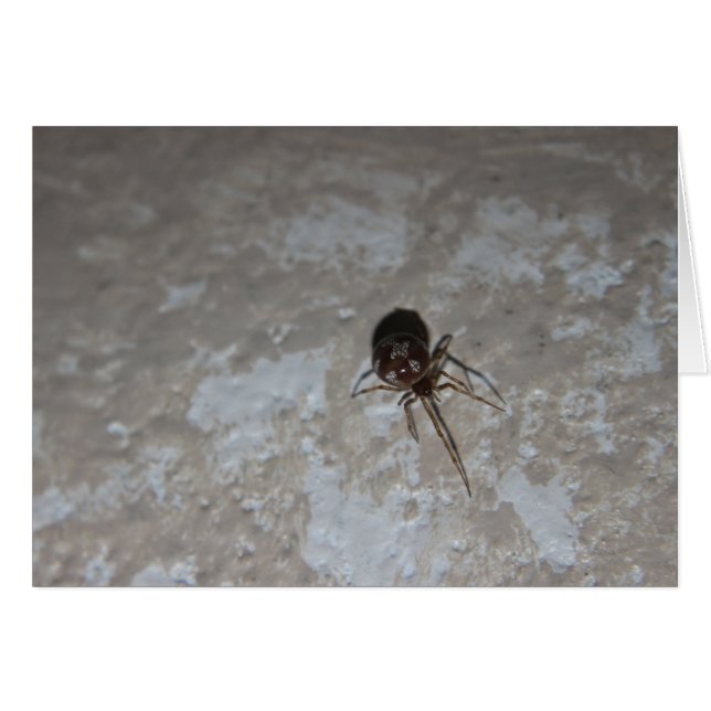 Itsy Bitsy Spider #3 (Voorkant Horizontaal)