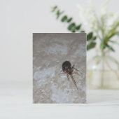 Itsy Bitsy Spider #3 Briefkaart (Staand voorkant)