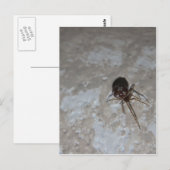 Itsy Bitsy Spider #3 Briefkaart (Voorkant / Achterkant)