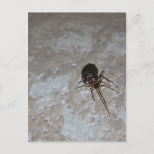 Itsy Bitsy Spider #3 Briefkaart (Voorkant)