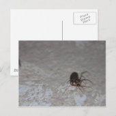Itsy Bitsy Spider Briefkaart (Voorkant / Achterkant)