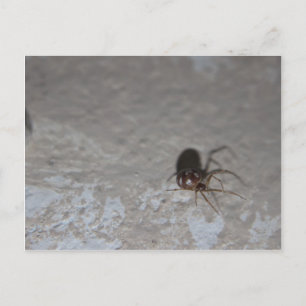 Itsy Bitsy Spider Briefkaart