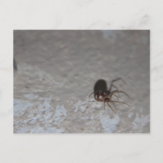 Itsy Bitsy Spider Briefkaart (Voorkant)