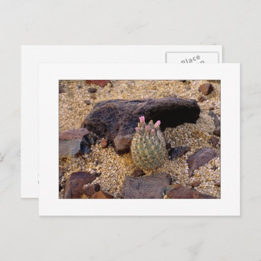 "Itty Samengeflanst Vat Catus " Briefkaart (Voorkant / Achterkant)