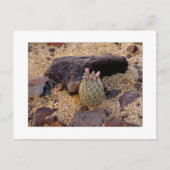 "Itty Samengeflanst Vat Catus " Briefkaart (Voorkant)